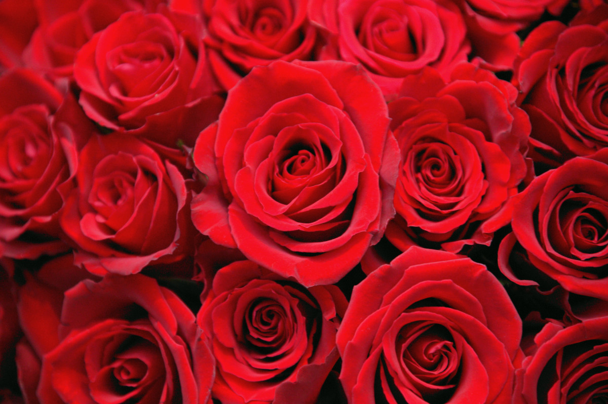 Valentine's Day Photo Shoot Ideas Cards 2 Valentine’s Day Photo